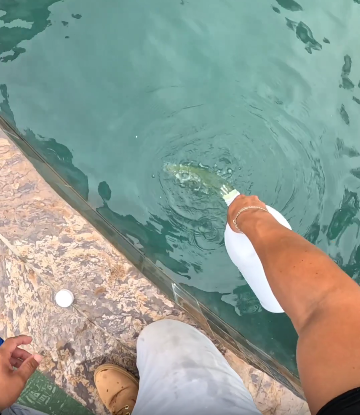 Green to clean formula for this swimming pool Watch full video